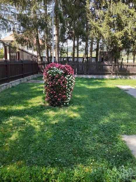  - Vulcani Norocoși concediu 2020