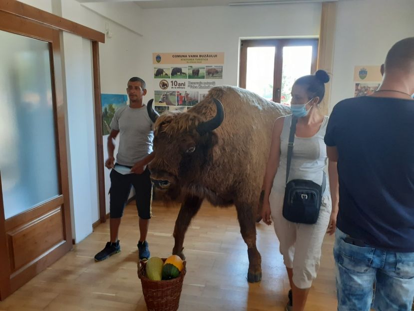  - Vulcani Norocoși concediu 2020