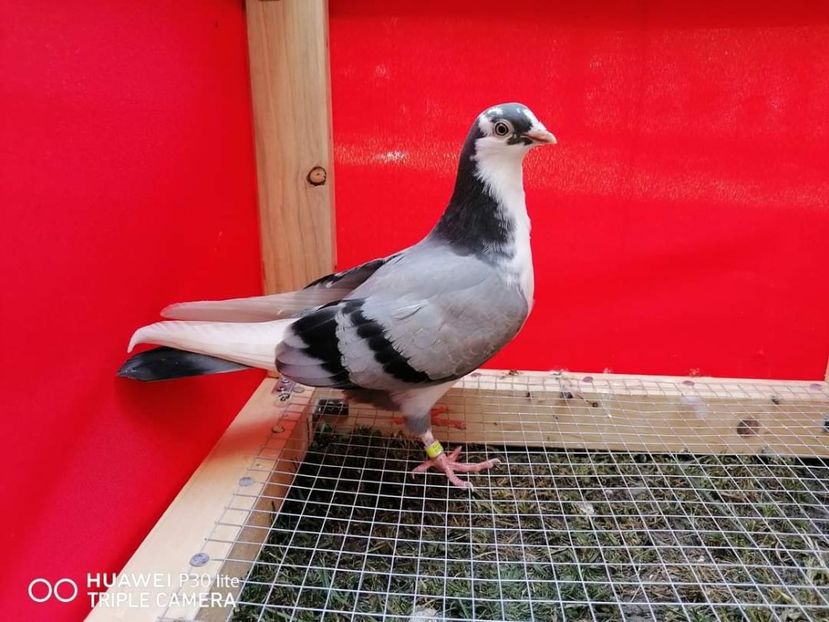  - porumbei care mi-au apartinut