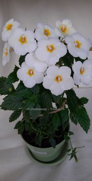 2020 - Golden Butterfly