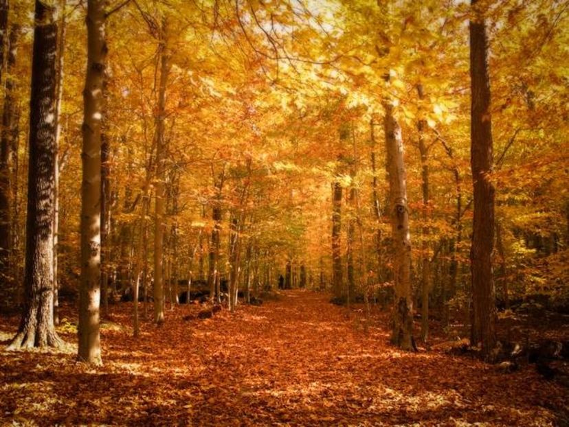 Toamna - Frunzele ruginii si padurile - - 5 - Konnichiwa