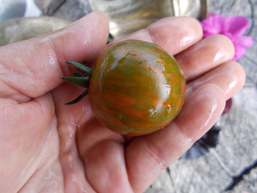  - SEMINTE ROSII - T 454 SAFARI