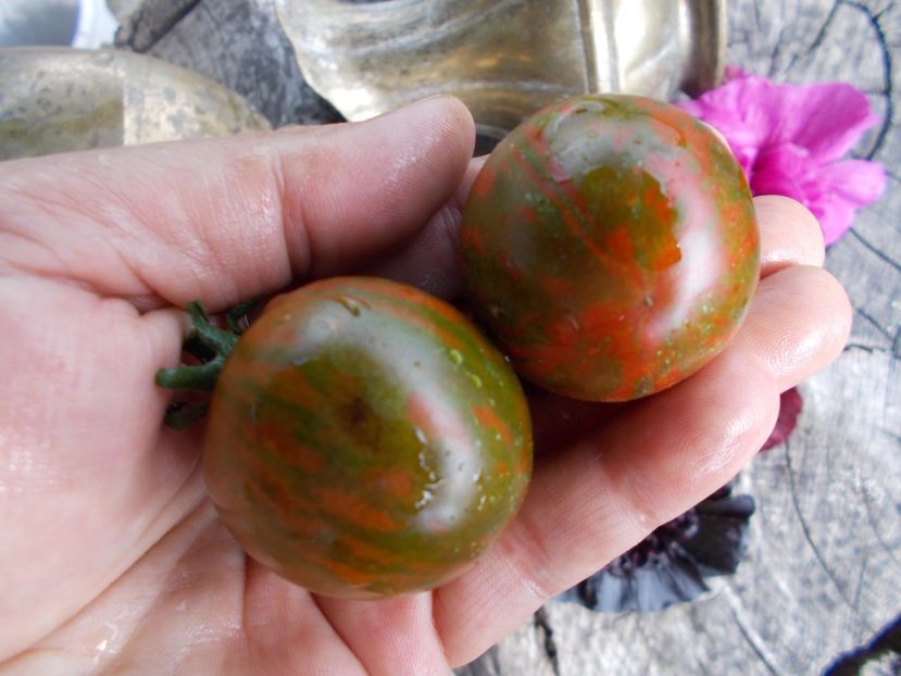  - SEMINTE ROSII - T 454 SAFARI