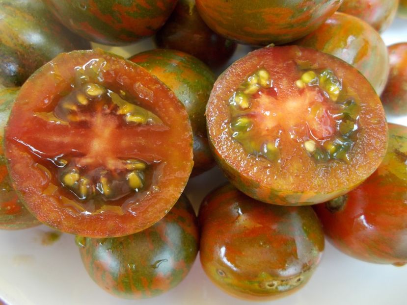  - SEMINTE ROSII - T 454 SAFARI