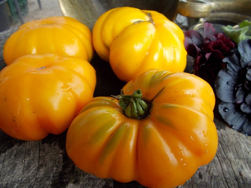  - SEMINTE ROSII - T 524 ISMAIL S RIBBED - SUN OF DESERT