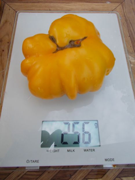  - SEMINTE ROSII - T 524 ISMAIL S RIBBED - SUN OF DESERT