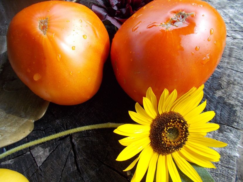  - SEMINTE ROSII - T 502 KANGAROO S HEART