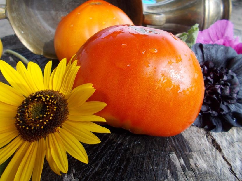  - SEMINTE ROSII - T 502 KANGAROO S HEART