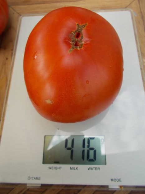  - SEMINTE ROSII - T 502 KANGAROO S HEART