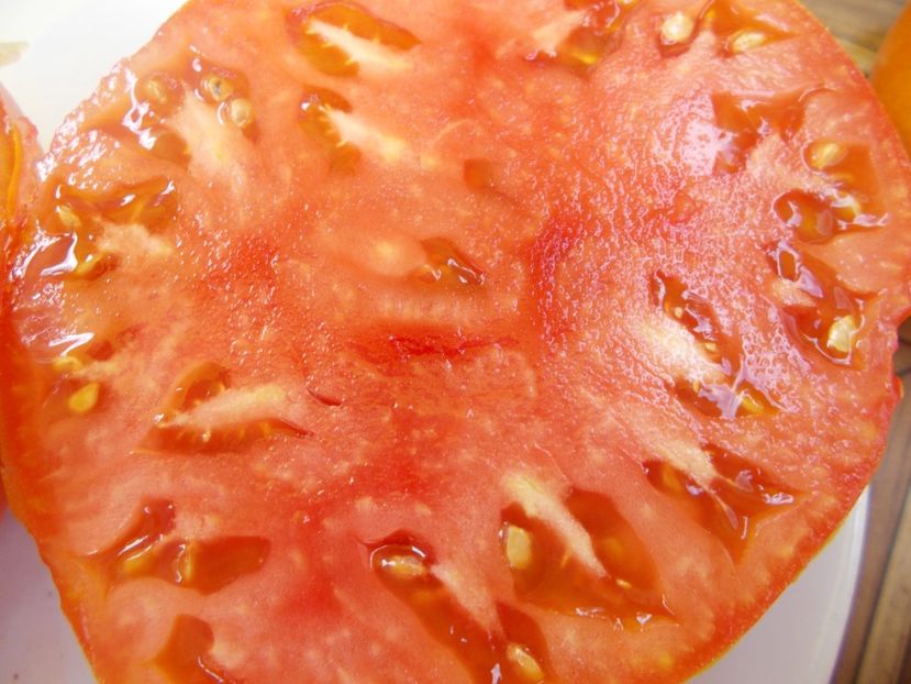  - SEMINTE ROSII - T 502 KANGAROO S HEART