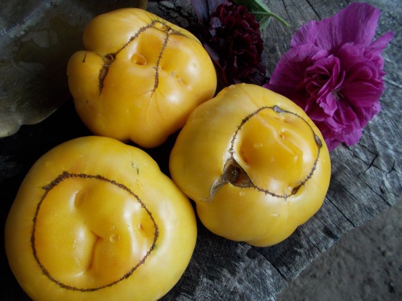  - SEMINTE ROSII - T 507 FEBO