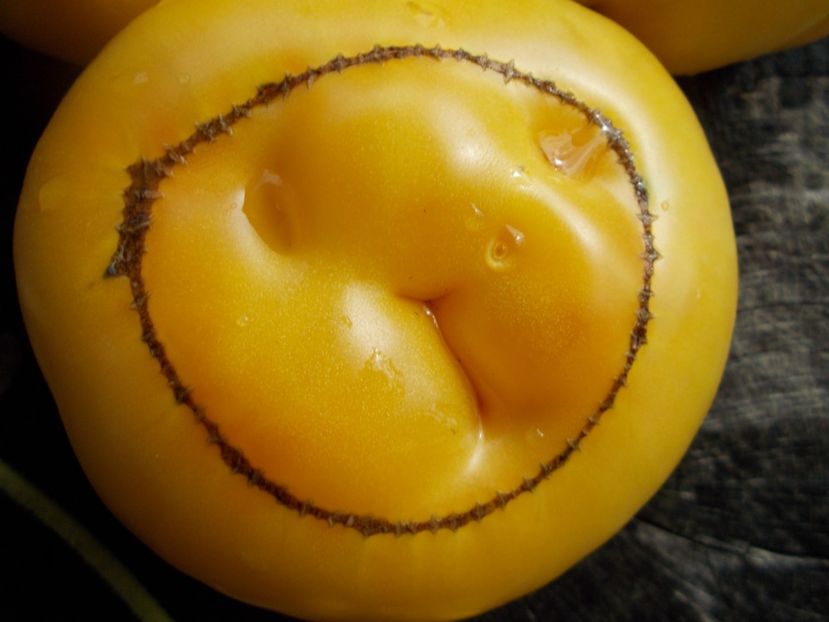  - SEMINTE ROSII - T 507 FEBO