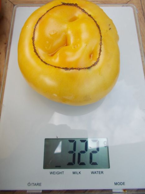  - SEMINTE ROSII - T 507 FEBO