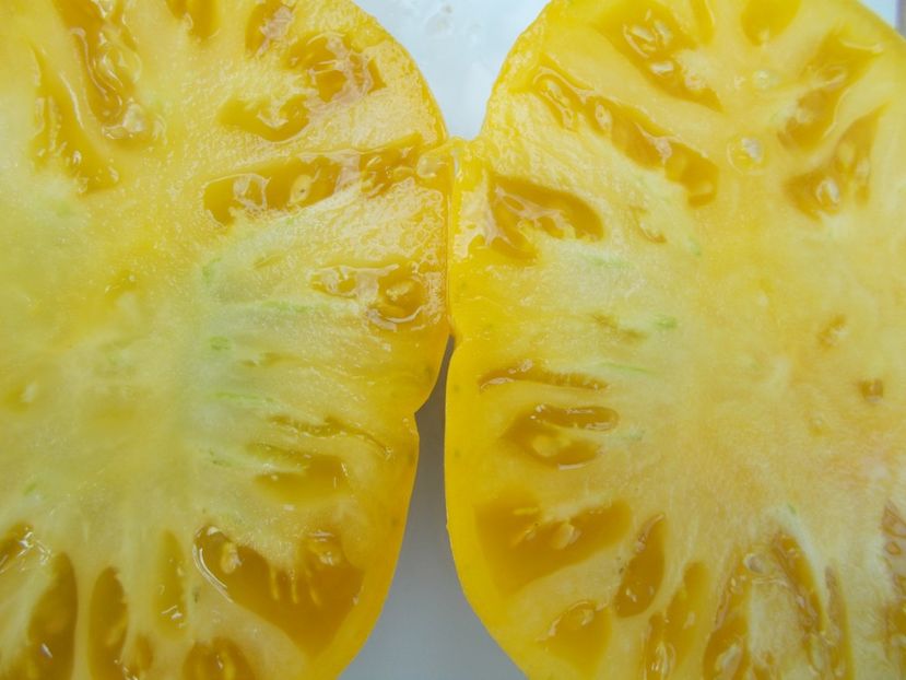  - SEMINTE ROSII - T 507 FEBO