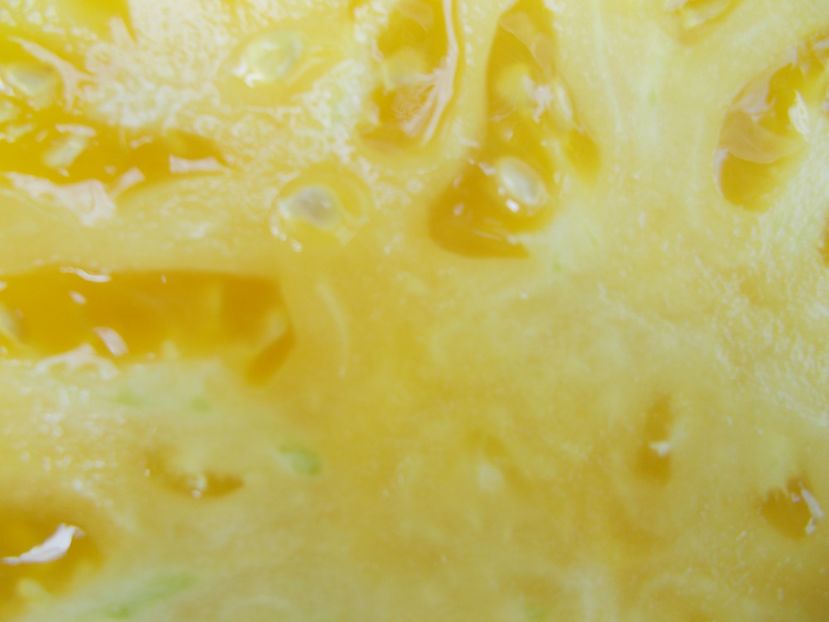  - SEMINTE ROSII - T 507 FEBO