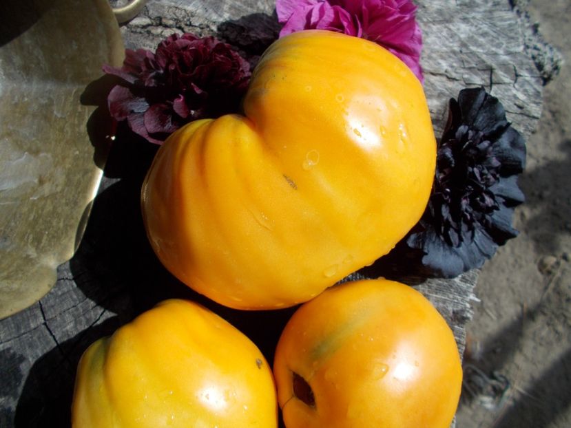  - SEMINTE ROSII - COEUR DE BEUF ORANGE