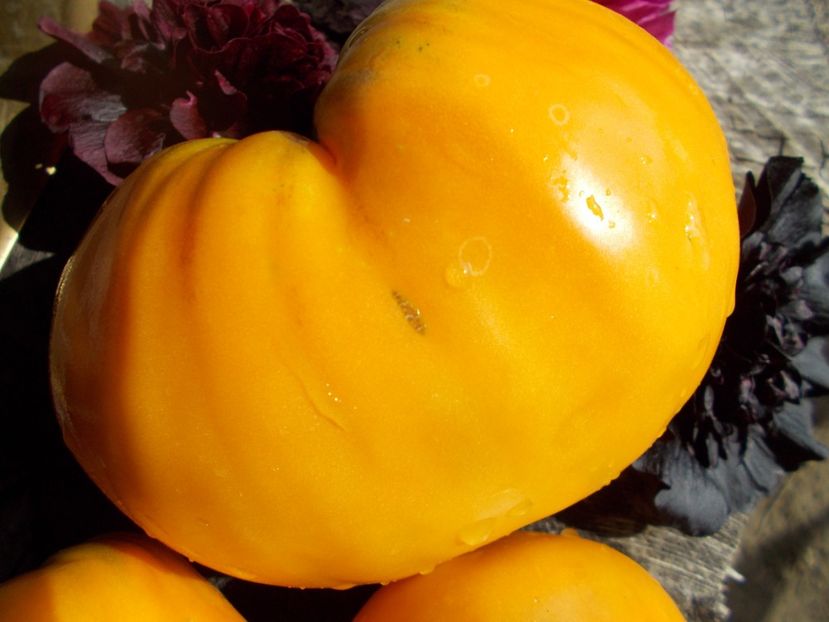  - SEMINTE ROSII - COEUR DE BEUF ORANGE