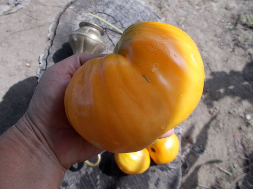  - SEMINTE ROSII - COEUR DE BEUF ORANGE