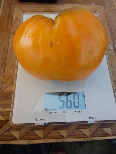  - SEMINTE ROSII - COEUR DE BEUF ORANGE