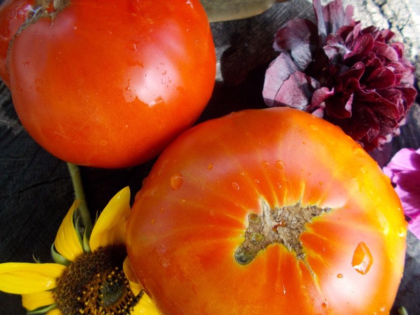  - SEMINTE ROSII - T 535 KARKIANO