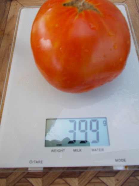  - SEMINTE ROSII - T 535 KARKIANO