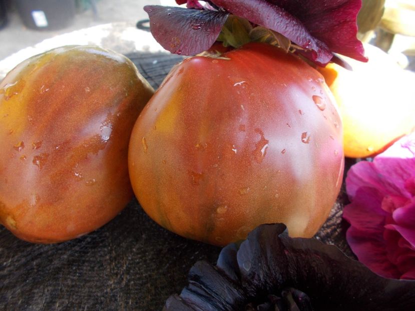  - SEMINTE ROSII - T 529 BRAD S BLACK HEART