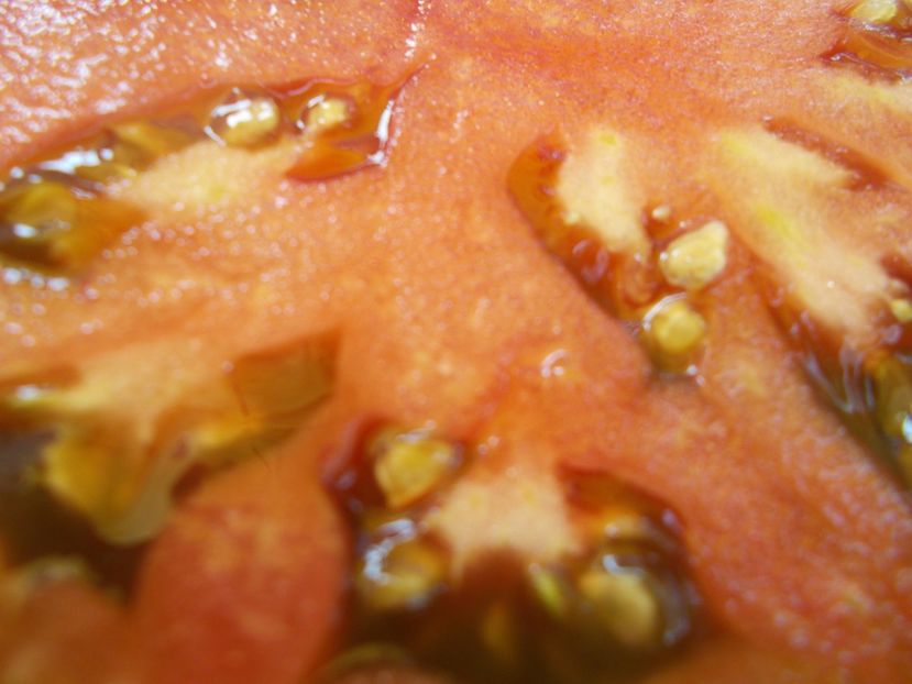  - SEMINTE ROSII - T 529 BRAD S BLACK HEART