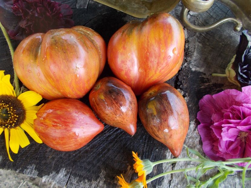  - SEMINTE ROSII - T 543 CRUSHED HEART