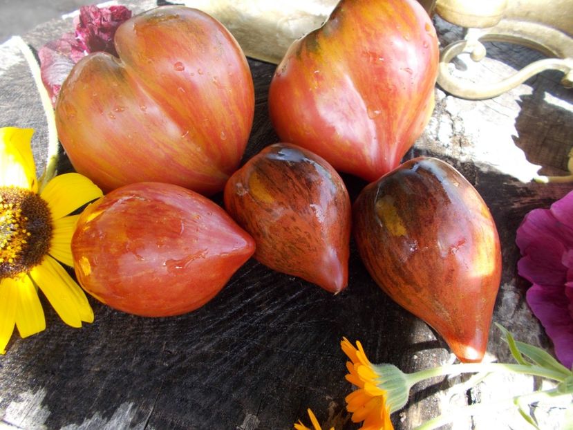  - SEMINTE ROSII - T 543 CRUSHED HEART