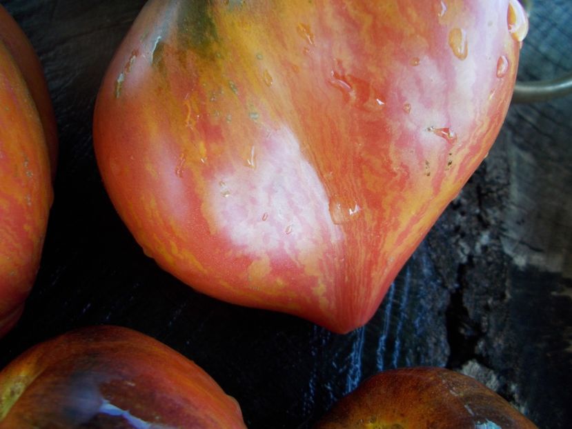  - SEMINTE ROSII - T 543 CRUSHED HEART