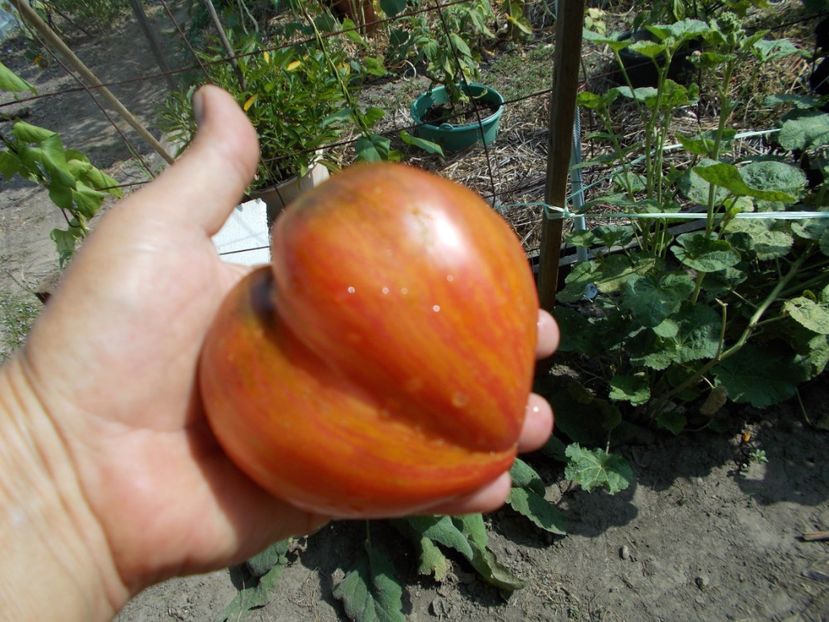  - SEMINTE ROSII - T 543 CRUSHED HEART