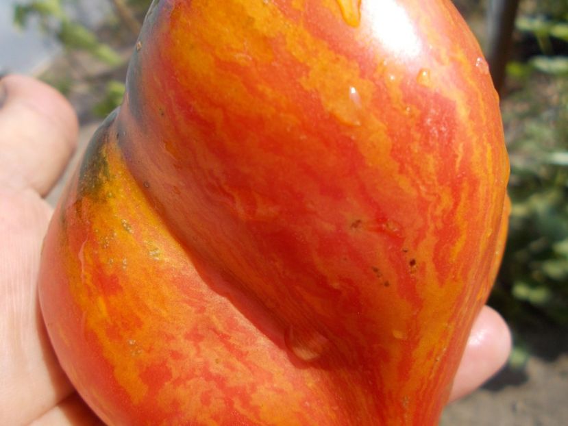  - SEMINTE ROSII - T 543 CRUSHED HEART