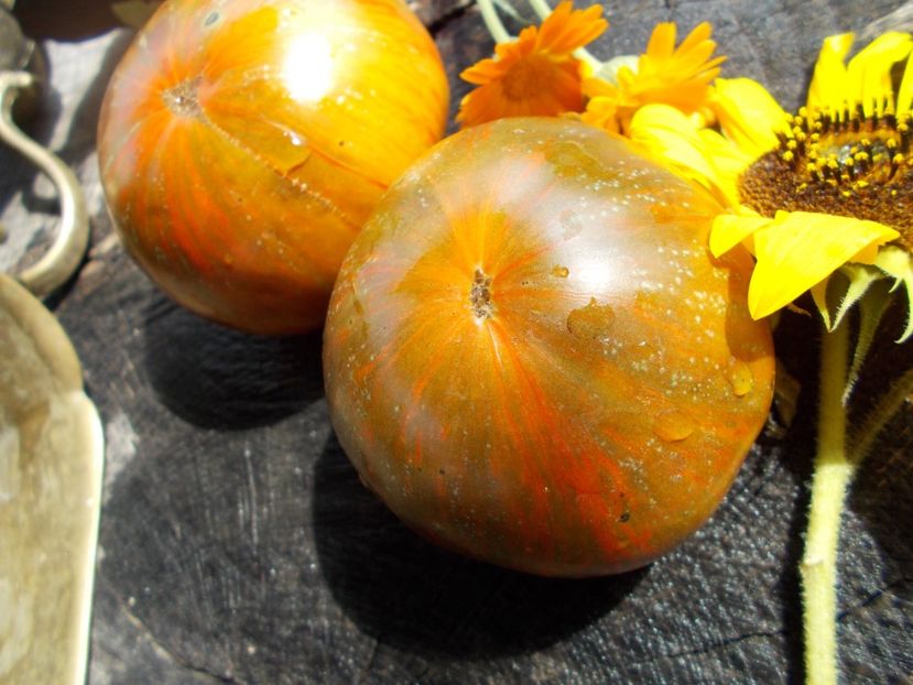  - SEMINTE ROSII - T 534 BROWNFLESH