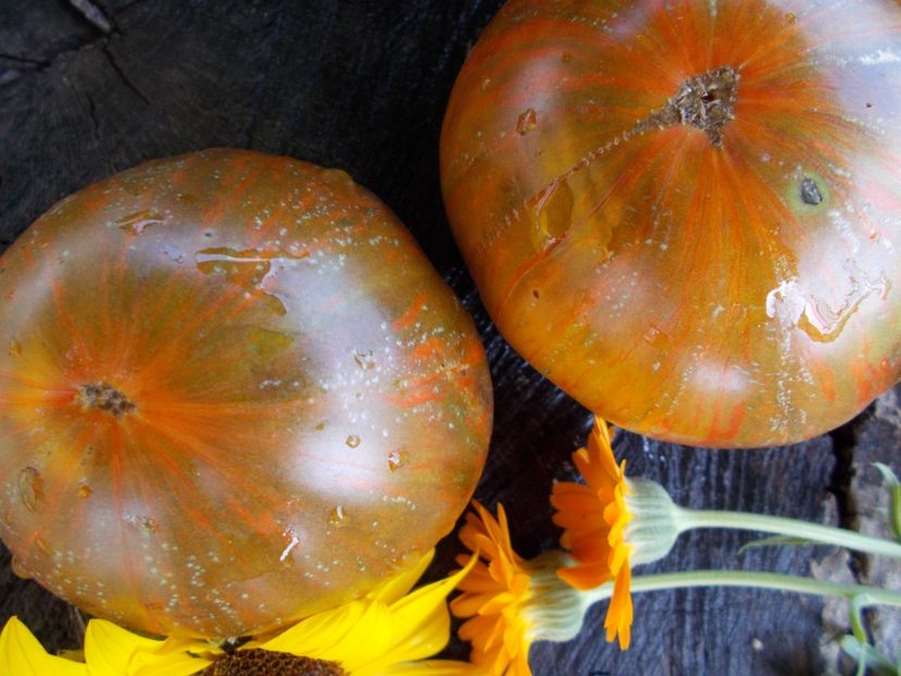  - SEMINTE ROSII - T 534 BROWNFLESH