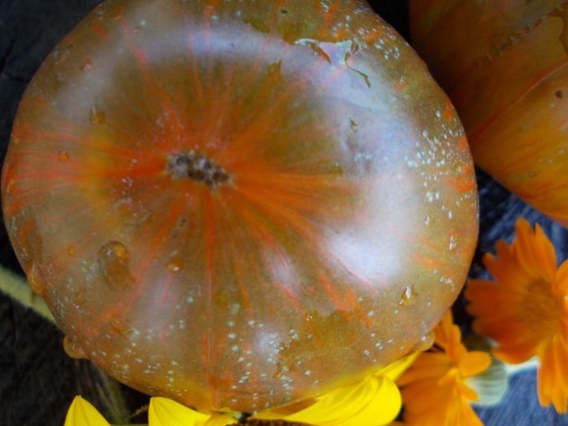  - SEMINTE ROSII - T 534 BROWNFLESH