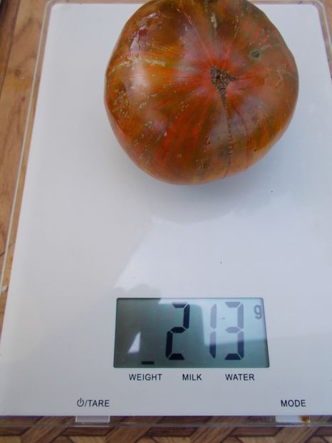  - SEMINTE ROSII - T 534 BROWNFLESH