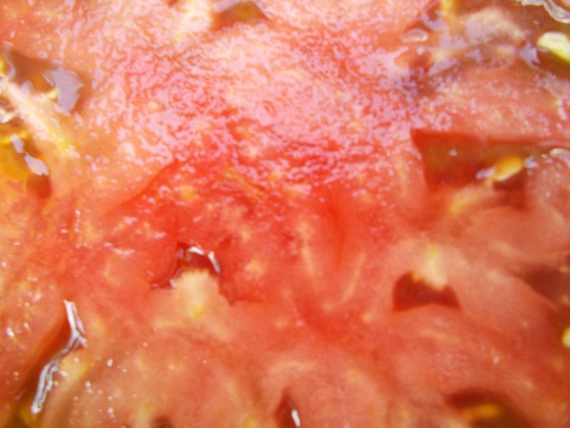  - SEMINTE ROSII - T 534 BROWNFLESH