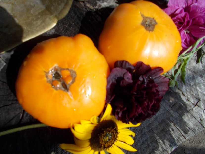  - SEMINTE ROSII - T 565 DR WYCHE S YELLOW