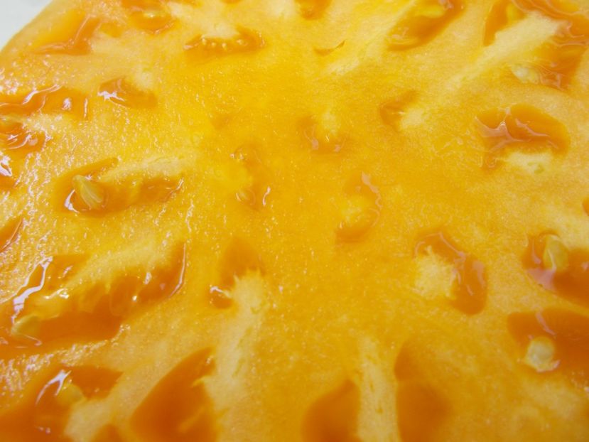  - SEMINTE ROSII - T 565 DR WYCHE S YELLOW