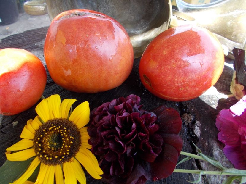  - SEMINTE ROSII - T 623 ROZOVYY KIT