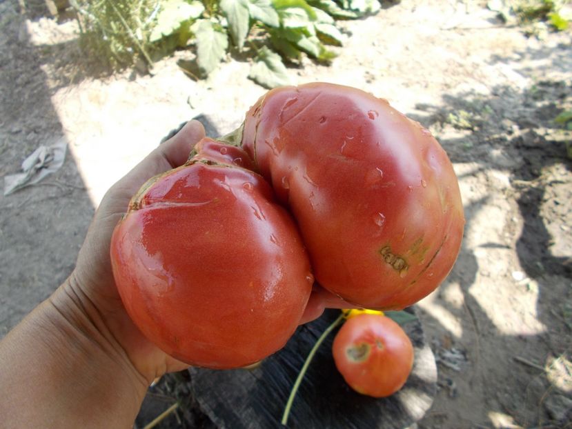  - SEMINTE ROSII - BOUDYO