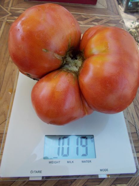  - SEMINTE ROSII - BOUDYO