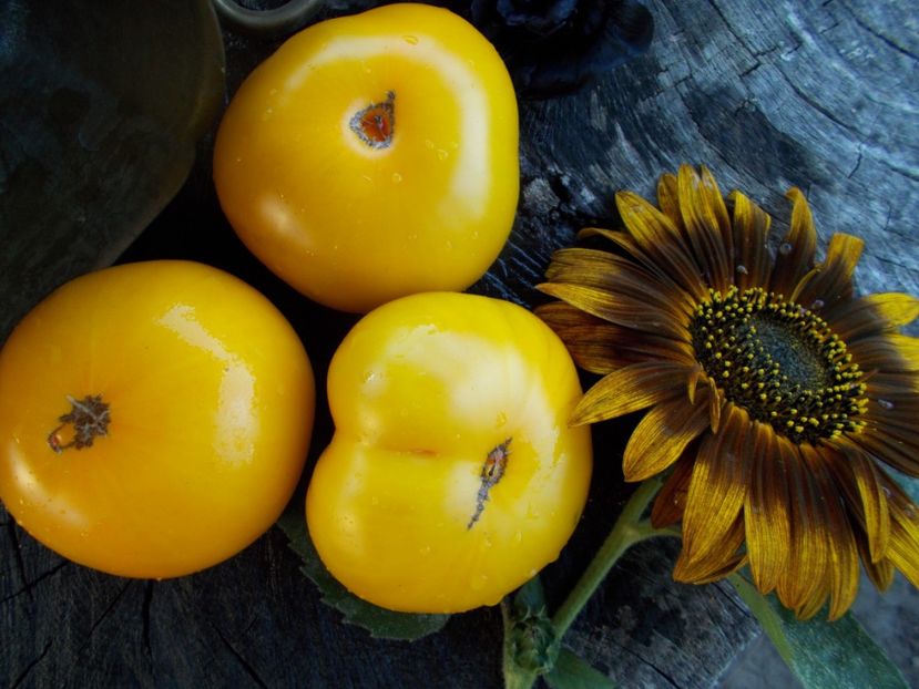  - SEMINTE ROSII - T 541 DYNNYYE