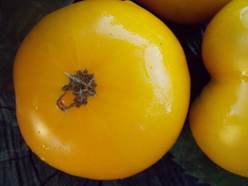  - SEMINTE ROSII - T 541 DYNNYYE