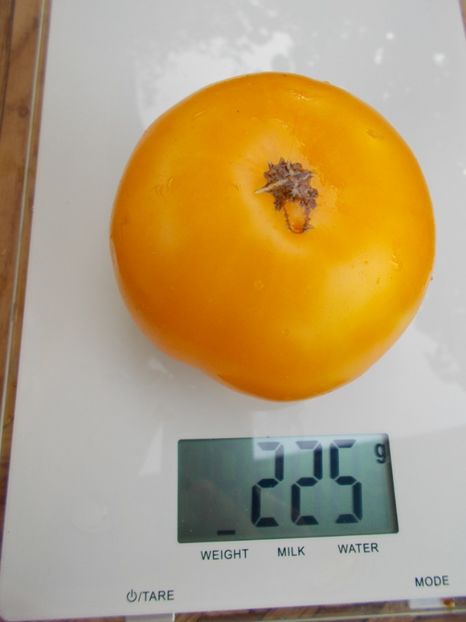  - SEMINTE ROSII - T 541 DYNNYYE