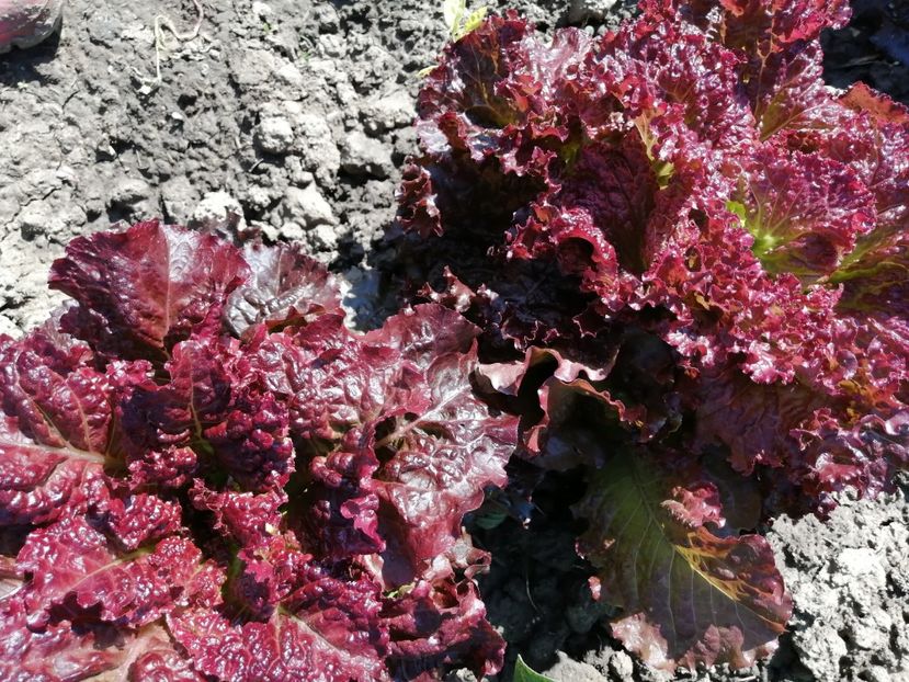  - SEMINTE SALATA ROSIE