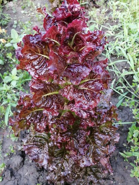  - SEMINTE SALATA ROSIE