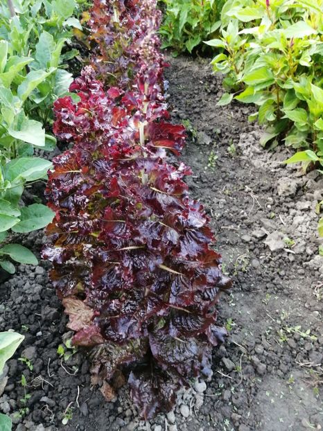  - SEMINTE SALATA ROSIE