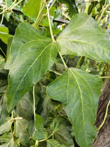  - SEMINTE FASOLE LA METRU - D 147 SOI VECHI