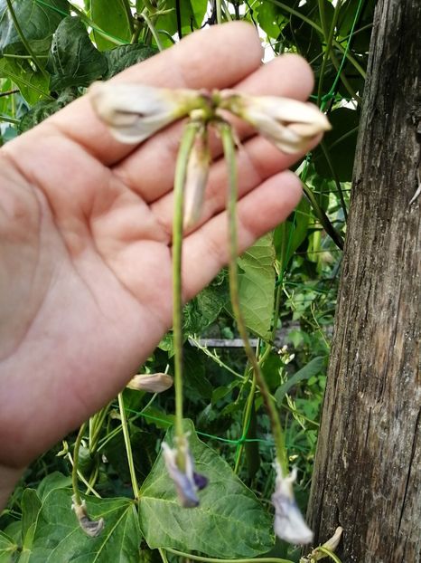  - SEMINTE FASOLE LA METRU - D 147 SOI VECHI